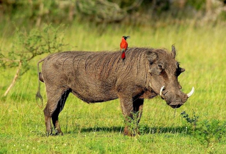 Selous Game Reserve Haleluya Tours & Safaris Limited